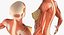 Female Muscular System Anatomy Rigged per Cinema 4D