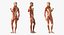 Female Muscular System Anatomy Rigged per Cinema 4D