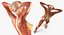 Female Muscular System Anatomy Rigged per Cinema 4D