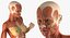 Female Muscular System Anatomy Rigged per Cinema 4D