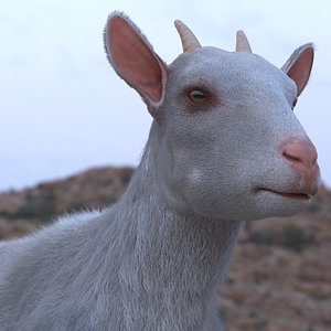 Rural Livestock Goat Fur For Blender 3D model