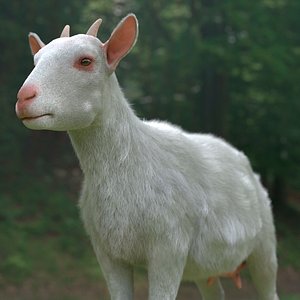 Rural Livestock Goat Fur For Blender