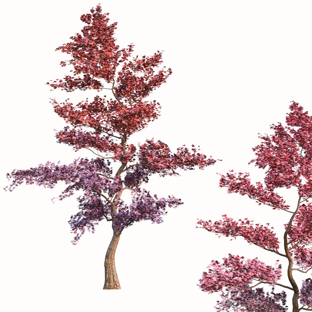 Set Of Japanese Maple Or Palmate Maple Trees - 2 Trees 3D Model ...