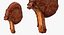 Beef Ribeye Steak Bone In 3D Model