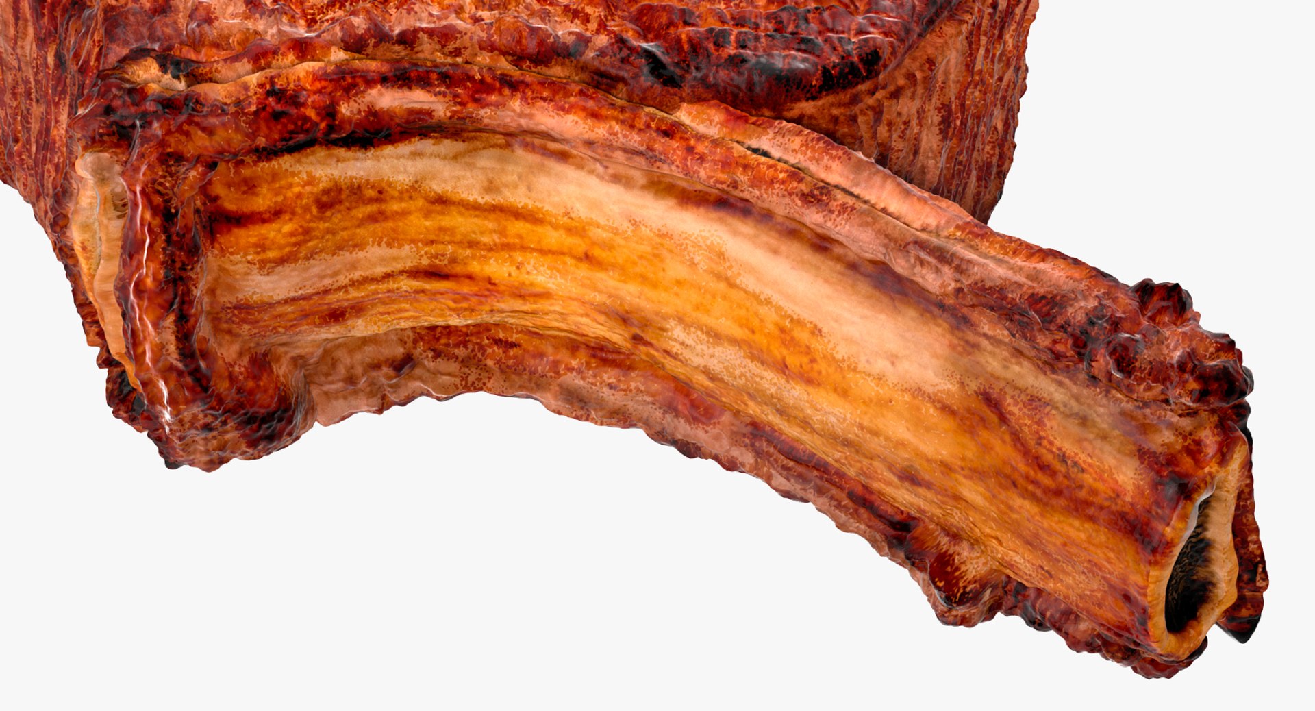 3D beef ribeye steak bone https://p.turbosquid.com/ts-thumb/HD/axt4lq/XgbDUKwK/beefribeyesteakbonein3dmodel010/jpg/1558385370/1920x1080/fit_q87/08fb1e0f991928fddedb8a2d01f07e913c926dc3/beefribeyesteakbonein3dmodel010.jpg