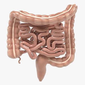Intestines
