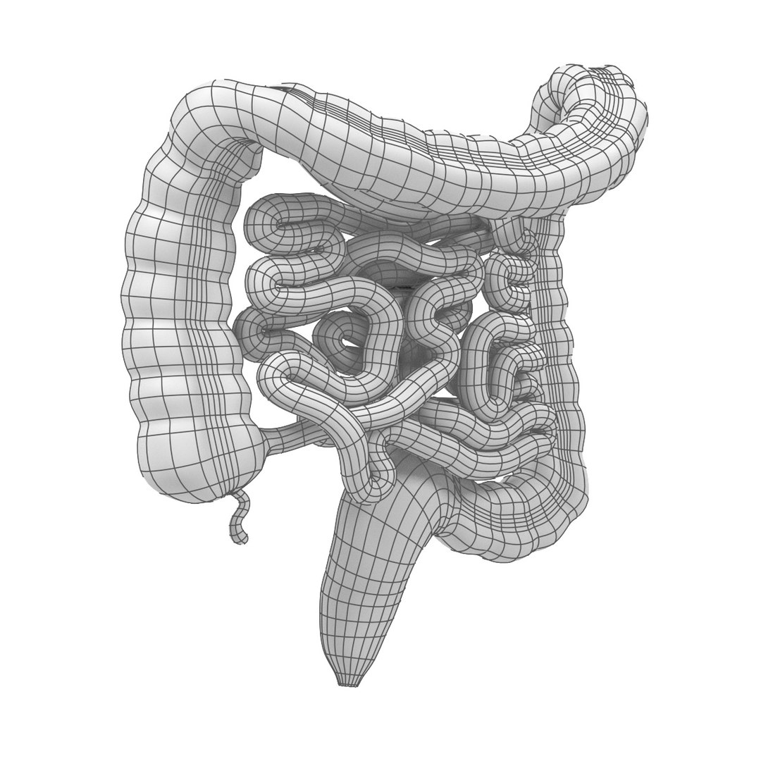 3d Intestines Model