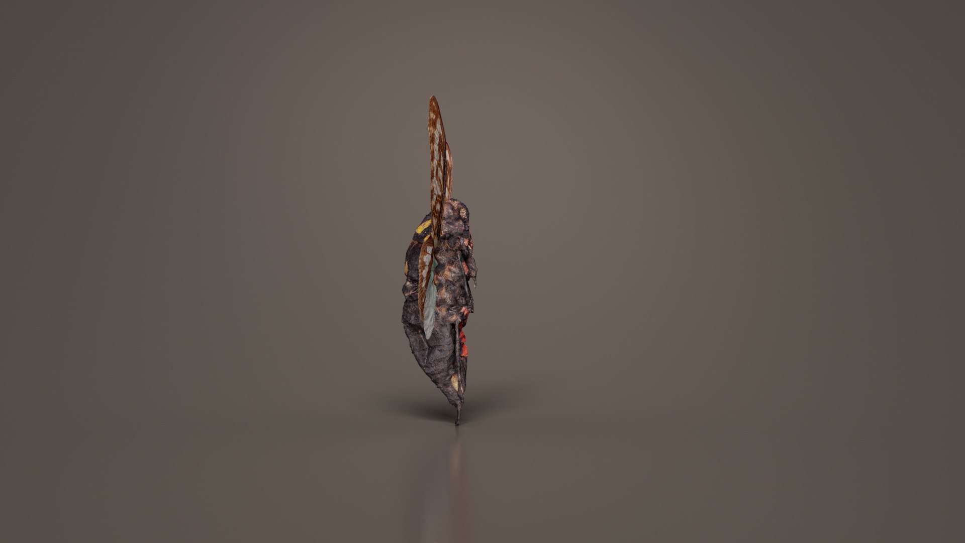 3D model Tosena Splendida Burma Remastered https://p.turbosquid.com/ts-thumb/HD/hwSCTs/NG/tosena_splendida_burma_01/jpg/1740083948/1920x1080/fit_q87/321a0bd4278ef6292a47a4ae2a61ff45808e1290/tosena_splendida_burma_01.jpg