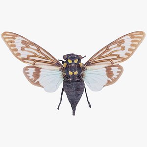 3D model Tosena Splendida Burma Remastered