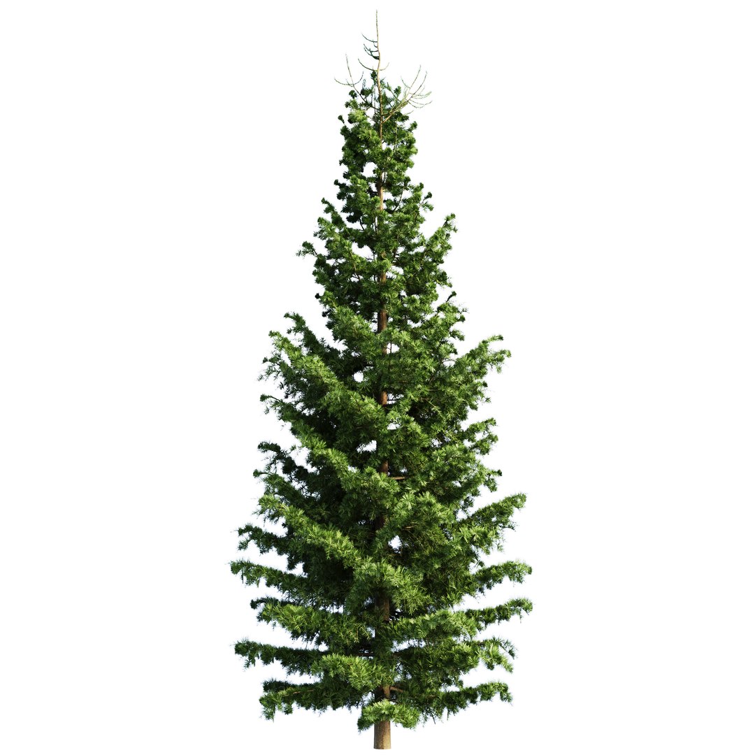 Spruce 3D model https://p.turbosquid.com/ts-thumb/HD/ploJQ2/7L/05/jpg/1757512511/1920x1080/fit_q87/58abac367906ae094354e4bb15f62053584857d8/05.jpg