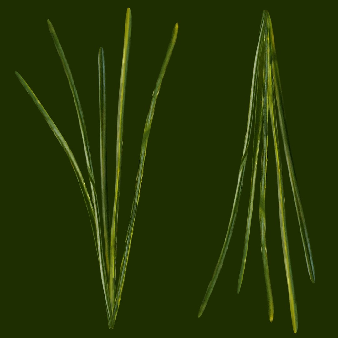 Spruce 3D model https://p.turbosquid.com/ts-thumb/HD/ploJQ2/Ek/spruceleavesdiff/jpg/1757513824/1920x1080/fit_q87/3e3cd7855cb6337234182883a08faf742782421b/spruceleavesdiff.jpg