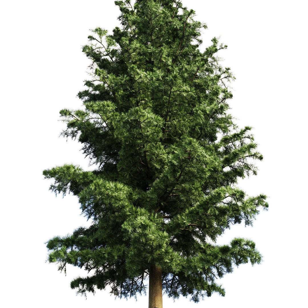 Spruce 3D model https://p.turbosquid.com/ts-thumb/HD/ploJQ2/H9/02/jpg/1757512510/1920x1080/fit_q87/045856442481a7cf31adae07dd2232291d91822f/02.jpg