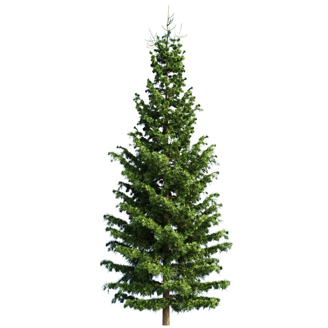 Spruce 3D model https://p.turbosquid.com/ts-thumb/HD/ploJQ2/IP/04/jpg/1757512510/1920x1080/fit_q87/51b525a59449206b313d8ffa12776376207a030f/04.jpg