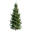 Spruce