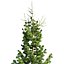 Spruce