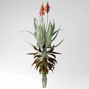 aloe vera model