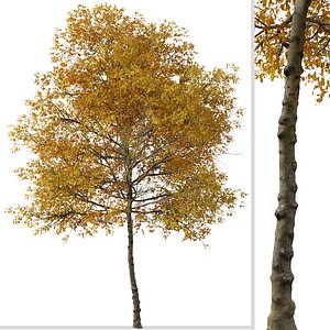 3D Set of Fraxinus albicans or Texas ash Tree - 2 Trees model