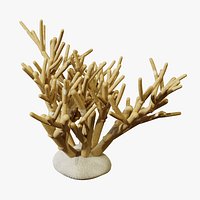 Staghorn Coral - PBR
