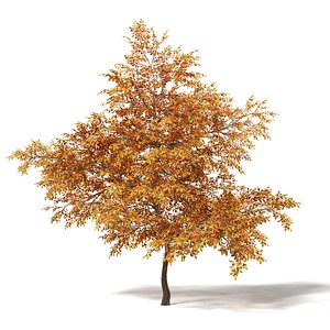 common oak 7 3m 3D
