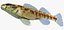Collezione Darter Fish 2