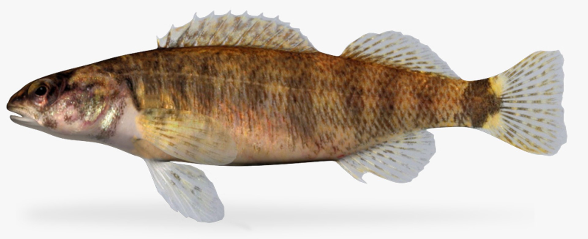 darter fish x https://p.turbosquid.com/ts-thumb/HE/64CU7J/0zb6eD3z/1/jpg/1453327449/1920x1080/fit_q87/d0d1377f15d344229df3ac5e9faf8f3f8ee423d8/1.jpg