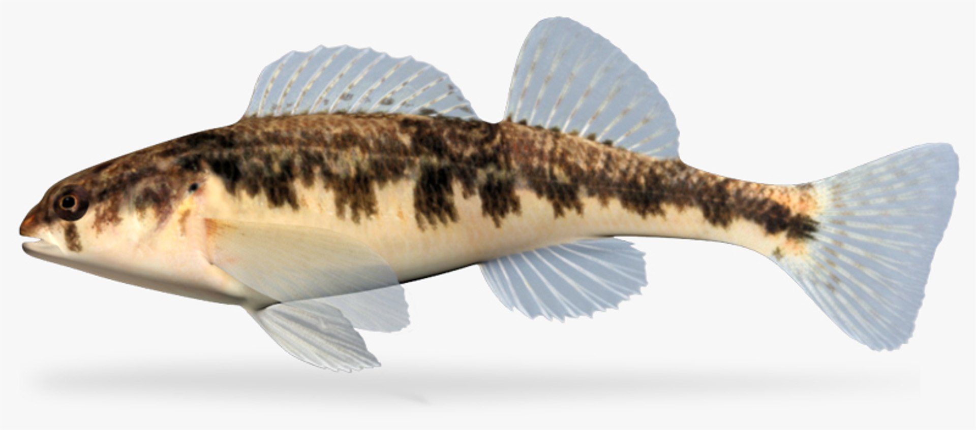 darter fish x https://p.turbosquid.com/ts-thumb/HE/64CU7J/1hHGlP8x/1/jpg/1453326985/1920x1080/fit_q87/92453b2d8b29c0f8069610ae557fd9383475fdac/1.jpg