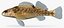 Collezione Darter Fish 2