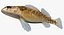 Collezione Darter Fish 2