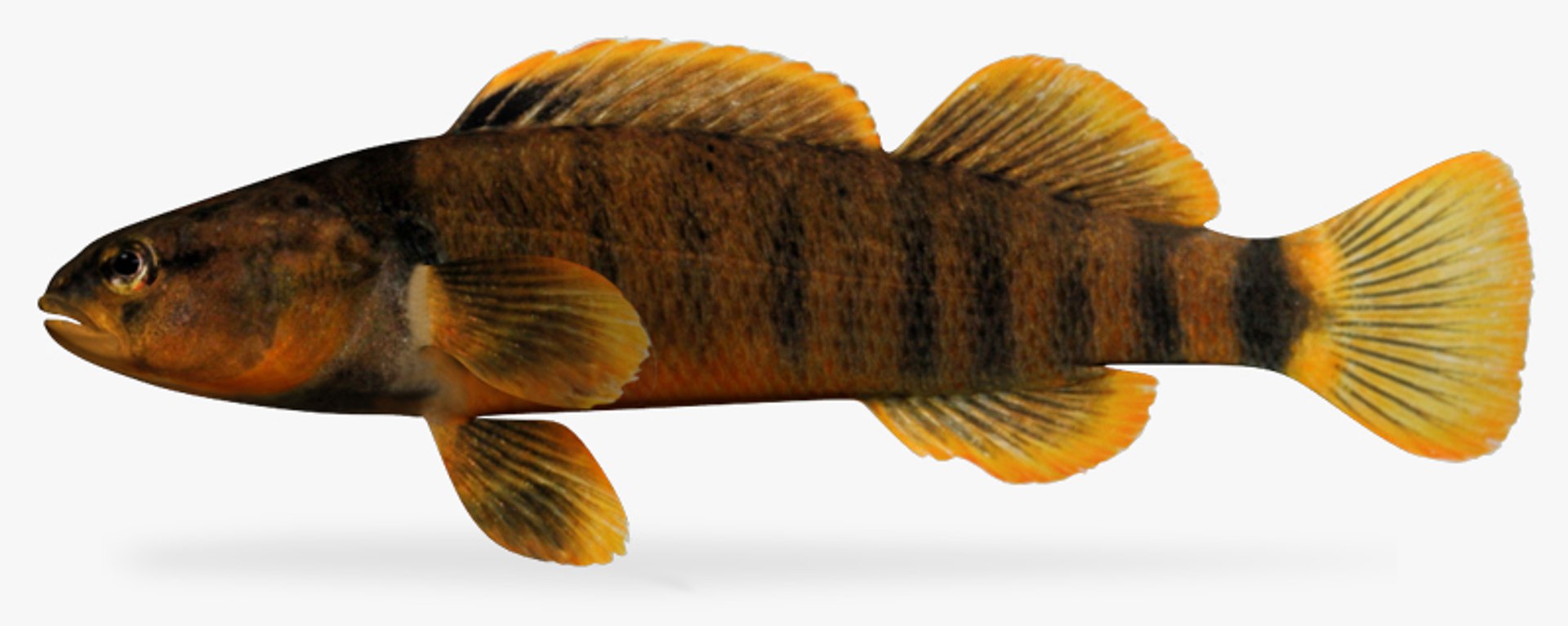 darter fish x https://p.turbosquid.com/ts-thumb/HE/64CU7J/BvJ8l6hQ/1/jpg/1453327459/1920x1080/fit_q87/6a1e72d8469761b4a9c04418690c555aa193b9f8/1.jpg