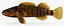 Collezione Darter Fish 2