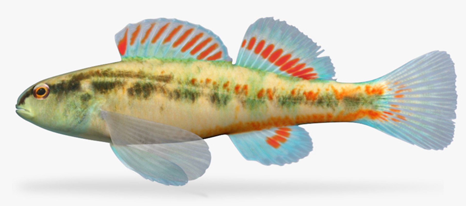darter fish x https://p.turbosquid.com/ts-thumb/HE/64CU7J/DvNwG8TU/1/jpg/1453327411/1920x1080/fit_q87/f2aedfc8c69127324d4855f565164e6eb96bacd5/1.jpg