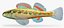 Collezione Darter Fish 2