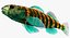 Collezione Darter Fish 2