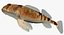 Collezione Darter Fish 2