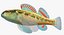 Collezione Darter Fish 2