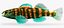 Collezione Darter Fish 2