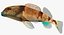 Collezione Darter Fish 2