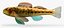 Collezione Darter Fish 2