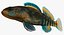 Collezione Darter Fish 2