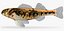 Collezione Darter Fish 2