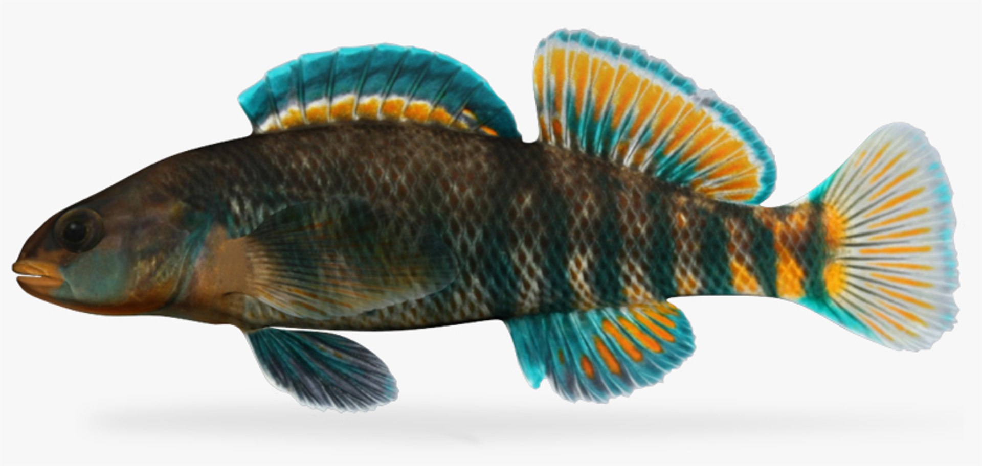 darter fish x https://p.turbosquid.com/ts-thumb/HE/64CU7J/YTZQTyCF/1/jpg/1453326925/1920x1080/fit_q87/0f19c5c39b9bed2733dc1f94516d592a1a6efa3c/1.jpg