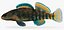 Collezione Darter Fish 2
