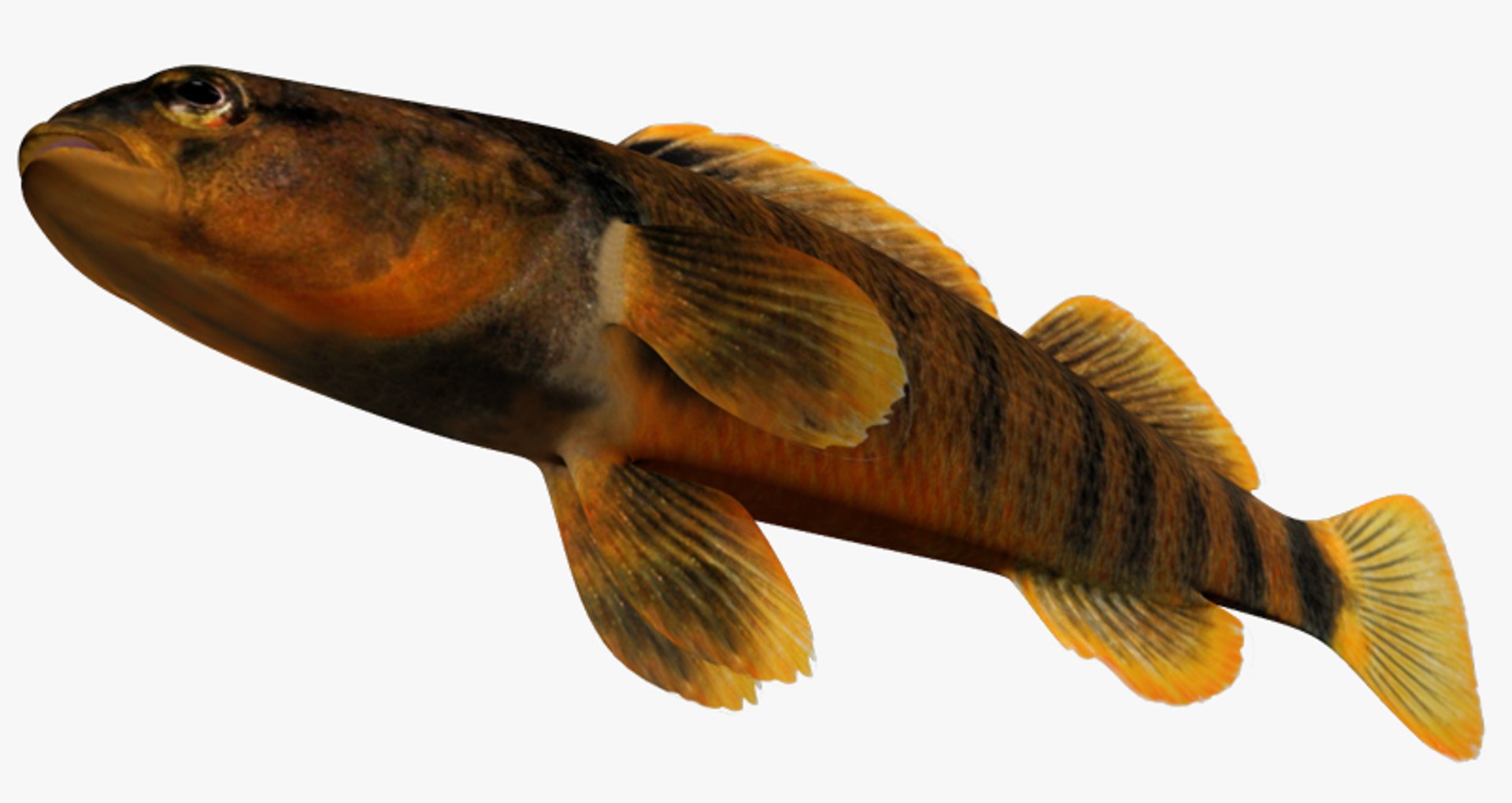 darter fish x https://p.turbosquid.com/ts-thumb/HE/64CU7J/YxBpF9tw/2/jpg/1453327459/1920x1080/fit_q87/d5e0b0083f871267ae1ce83fa12aa48805aa5b2d/2.jpg