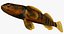 Collezione Darter Fish 2