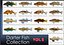 Collezione Darter Fish 2