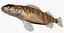 Collezione Darter Fish 2