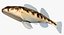 Collezione Darter Fish 2