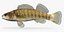 Collezione Darter Fish 2