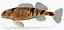 Collezione Darter Fish 2