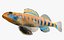 Collezione Darter Fish 2
